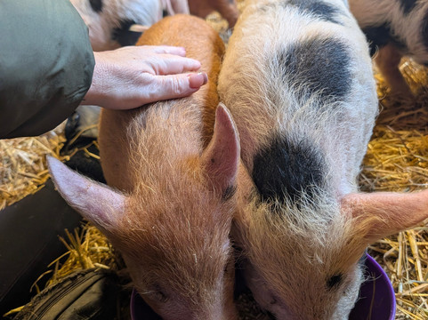 Quex Adventure Farm Park-Birchington必去景点