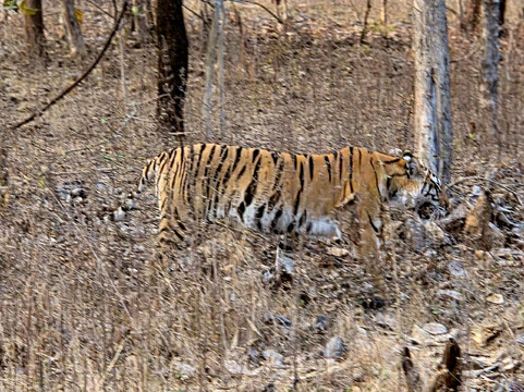 Panna National Park-Panna District必去景点