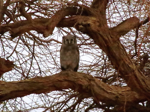 Safari Kenya Plus - Private Day Tour-马林地必去景点