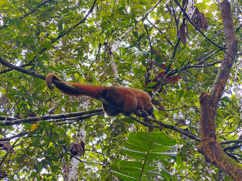 Raft Amazonia-Tena必去景点