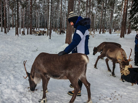 Openlappland-Amsele必去景点
