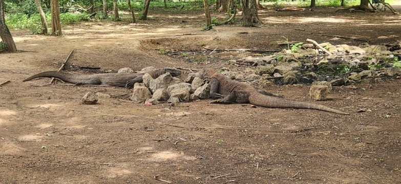 Top Komodo Tours-科莫多必去景点