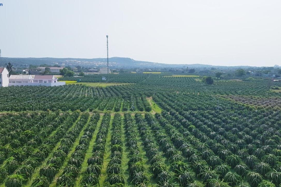 Homestay Thao Nguyen Xanh