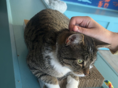 Purrfect Day Cafe Covington-卡温顿必去景点