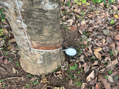 D.S Tours Day Tours-尼甘布必去景点