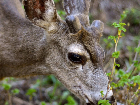 Sequoia Park-尤里卡必去景点