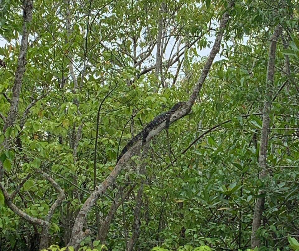 Madu River Safari-巴拉碧提雅必去景点