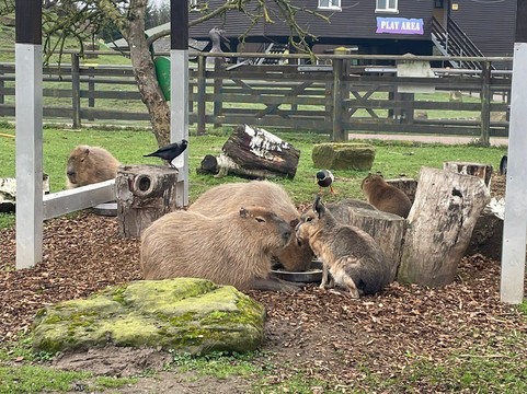 Shepreth Wildlife Park-Shepreth必去景点