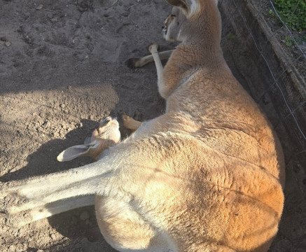 Animal Edventure Park-博因顿海滩必去景点