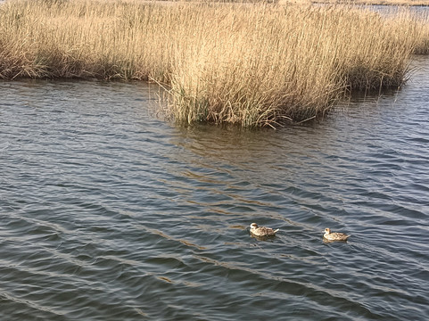 Parque Nacional de las Tablas de Daimiel-Daimiel必去景点