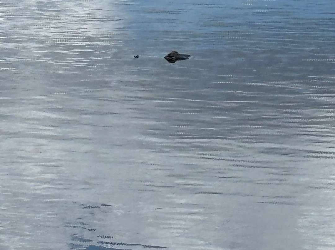 Airboat Rides Melbourne-墨尔本必去景点