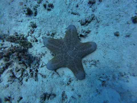 Koamas Dive & Water Sports Centre-Madivaru必去景点