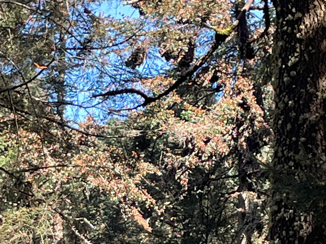 El Rosario Monarch Butterfly Preserve-中部墨西哥和墨西哥湾沿岸必去景点