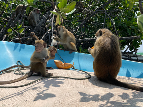 Apple Vacations Sri Lanka-Wattala必去景点