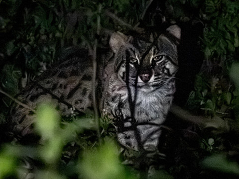 Ruwan Yala Jeep Safari-Debarawewa必去景点