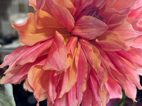 Adene's Farm Flowers-Wolseley必去景点