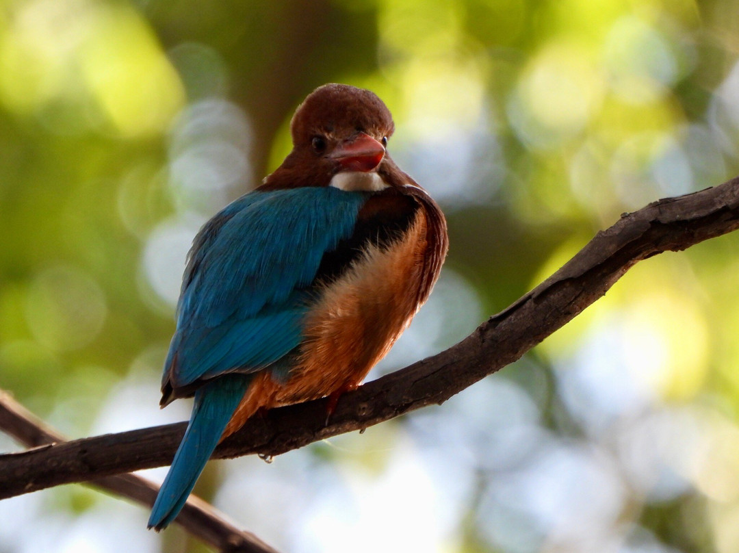 Panna National Park Safari-Madla必去景点