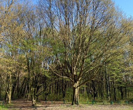 Bosco delle Querce-塞维索必去景点