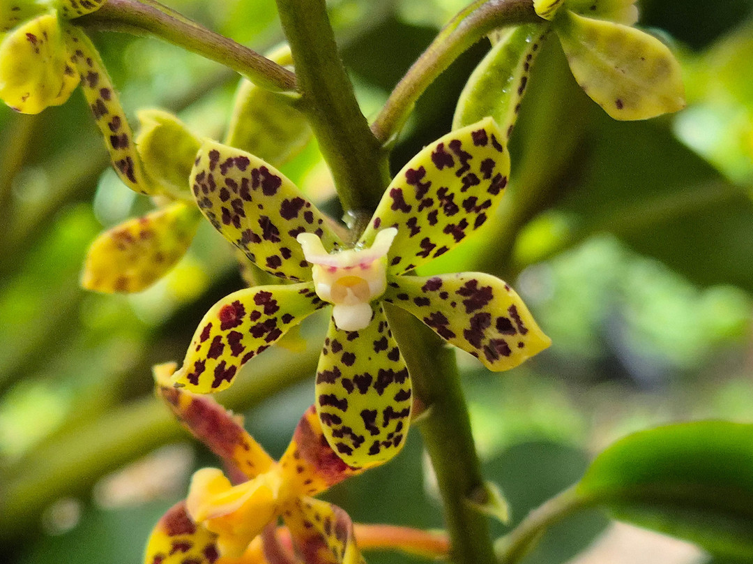Reserva Natural Orquideas del Tolima-Ibague必去景点