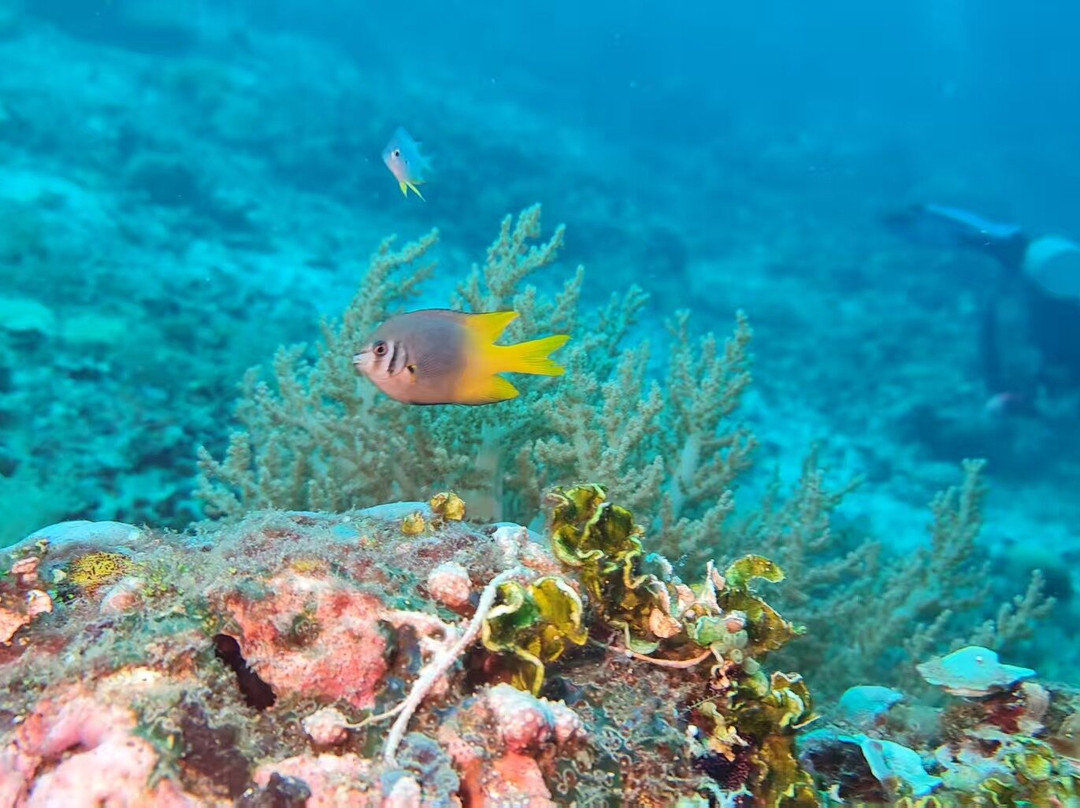 Warahnus Dive Homestay主图