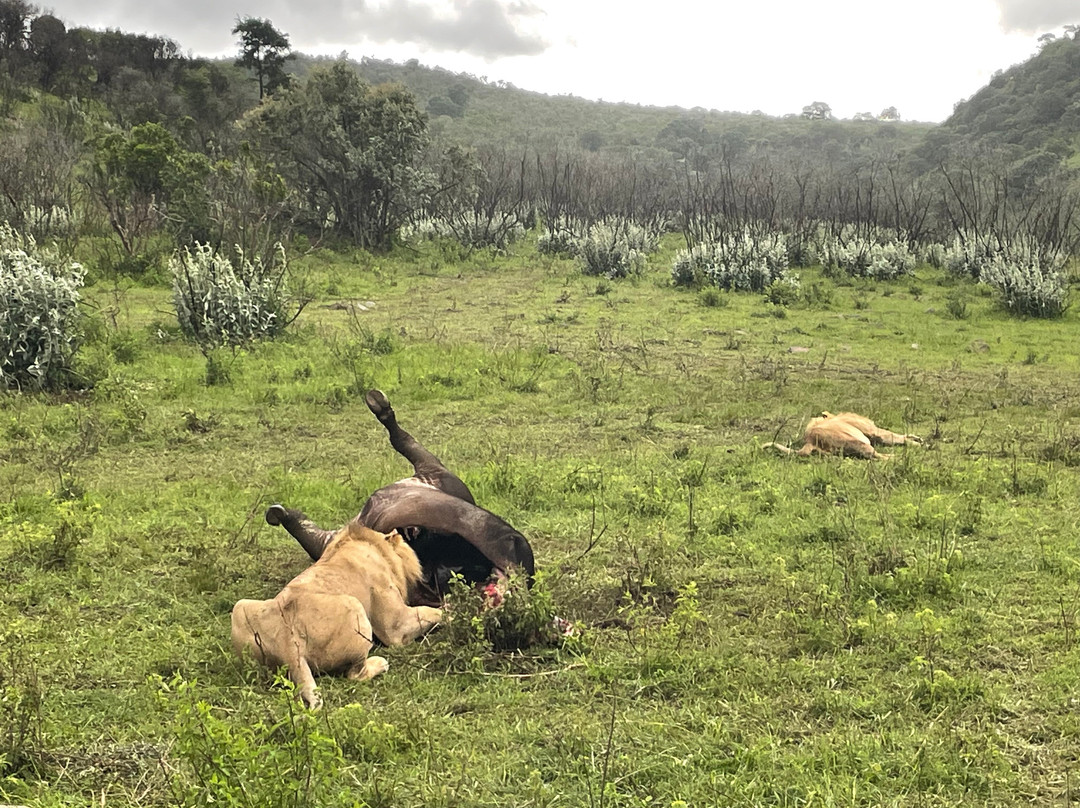 Meander Africa Safaris-内罗毕必去景点