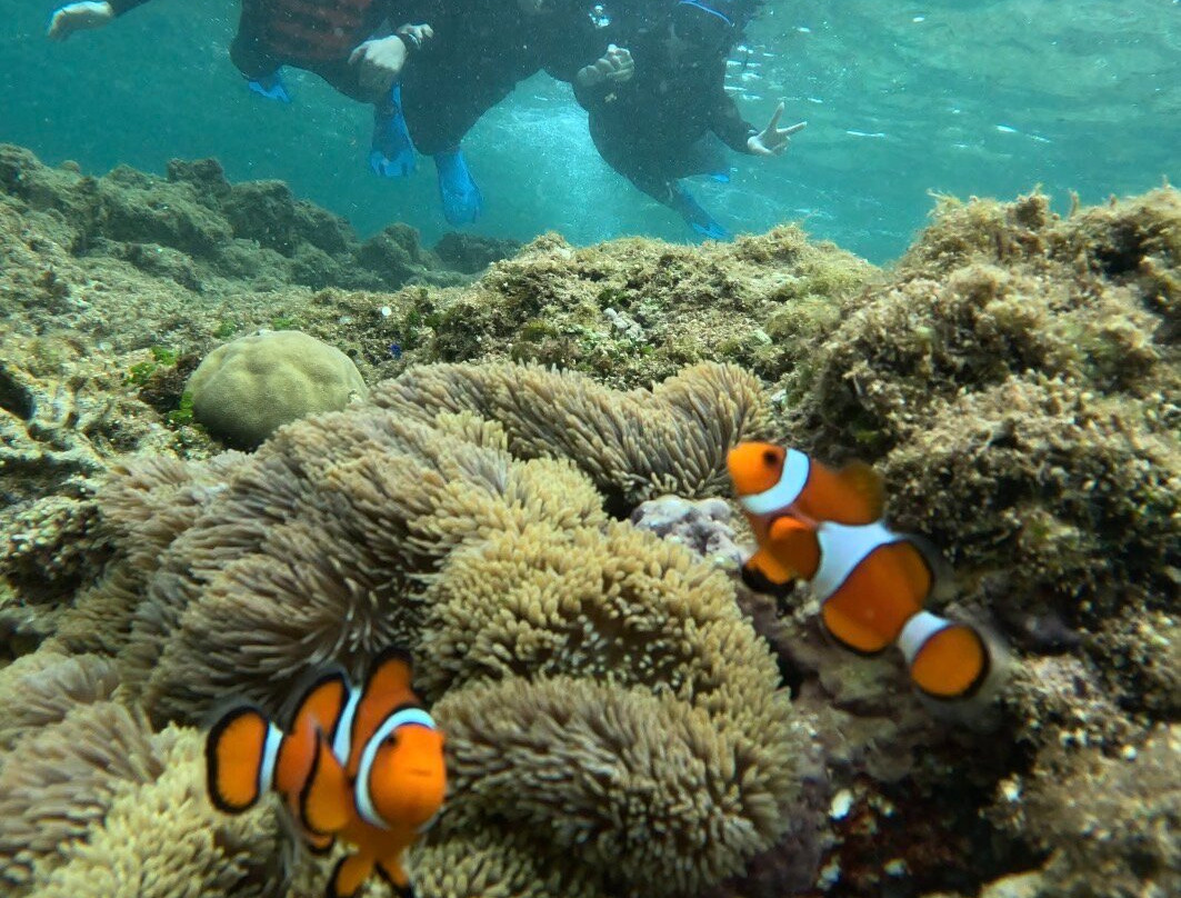 IRIOMOTE ADVENTURE PiPi-竹富町西表岛必去景点