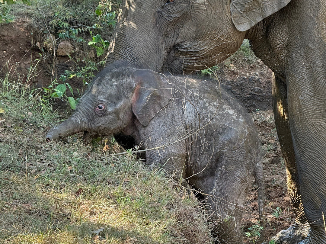 Jeep Safari With Gayan-锡吉里亚必去景点