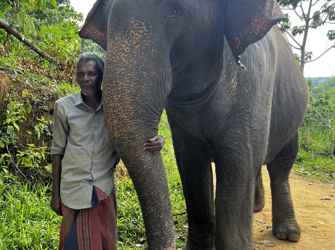 Elephant Freedom Project-凯格勒 必去景点