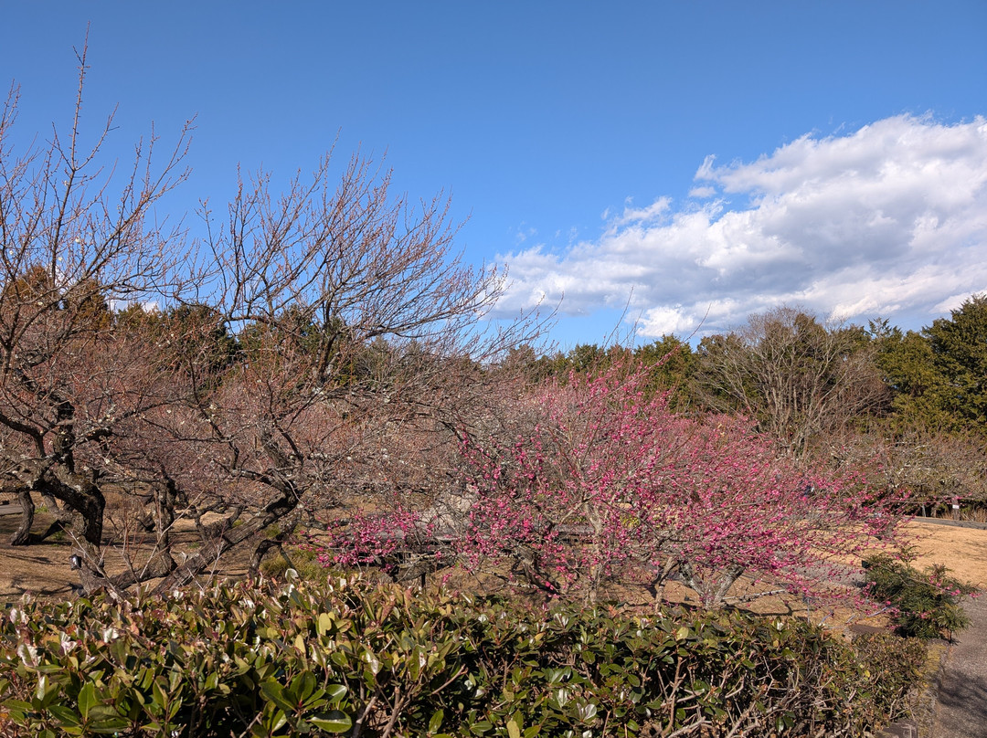 Odawara Flower Garden-小田原市必去景点
