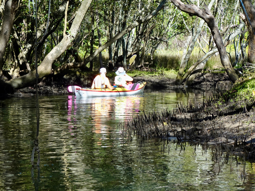 Sydney Harbour Kayaks-莫斯曼必去景点