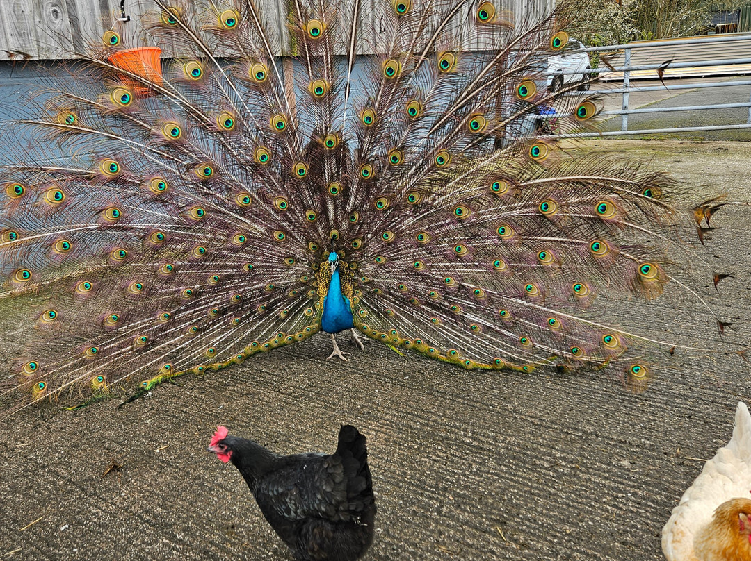 Cheshire Alpacas-Antrobus必去景点