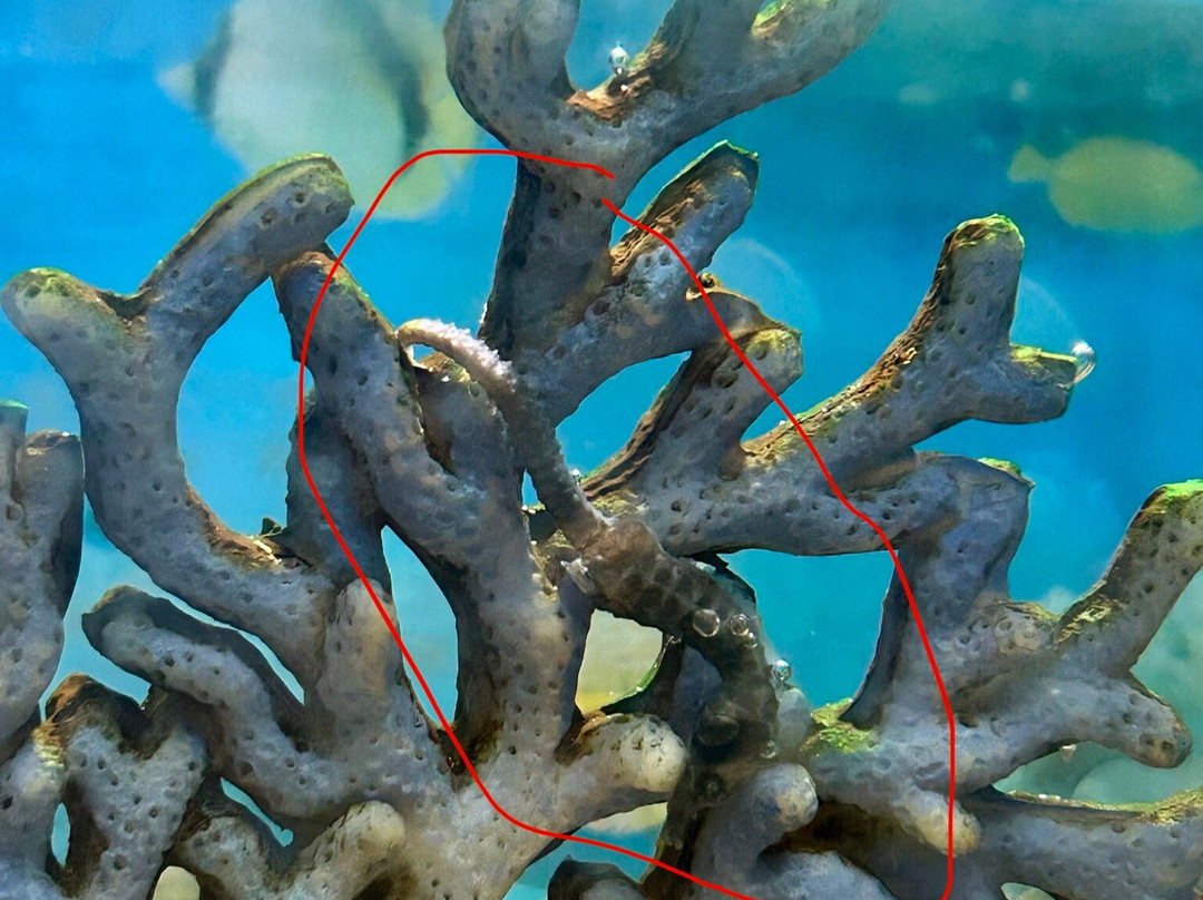 Hurghada Grand Aquarium-赫尔格达必去景点