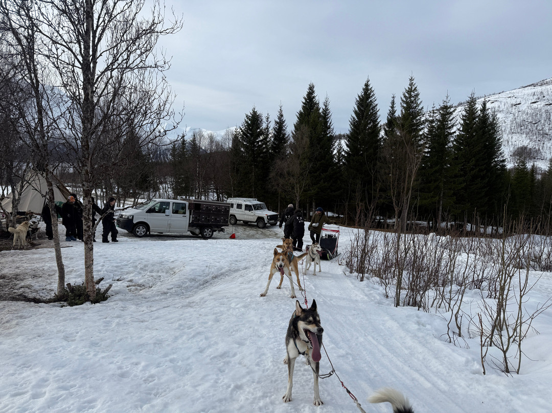 Kvaløya Husky-特罗姆瑟必去景点