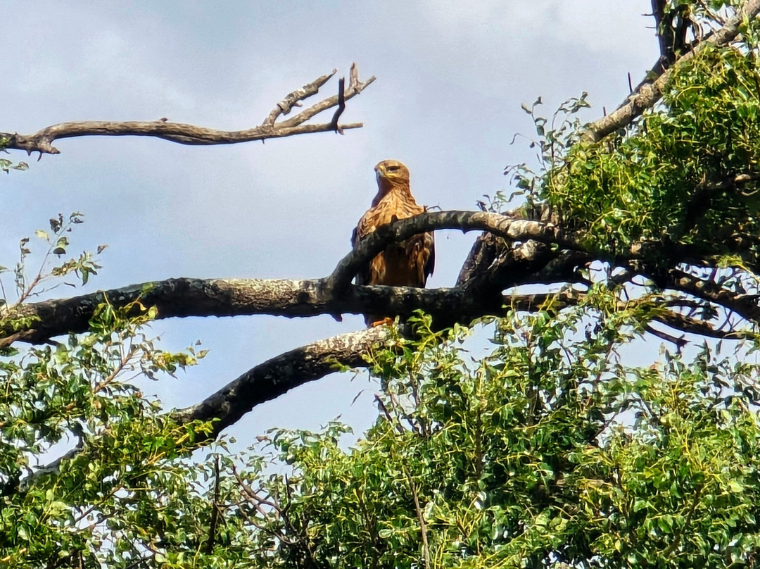 St.lucia Birds & Birding-圣露西亚必去景点