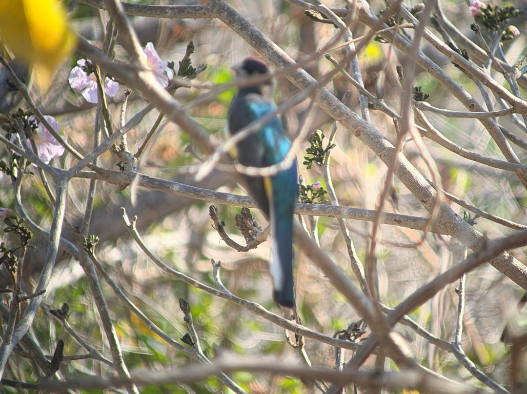 Bird Guide Cornelio-瓦图尔科必去景点