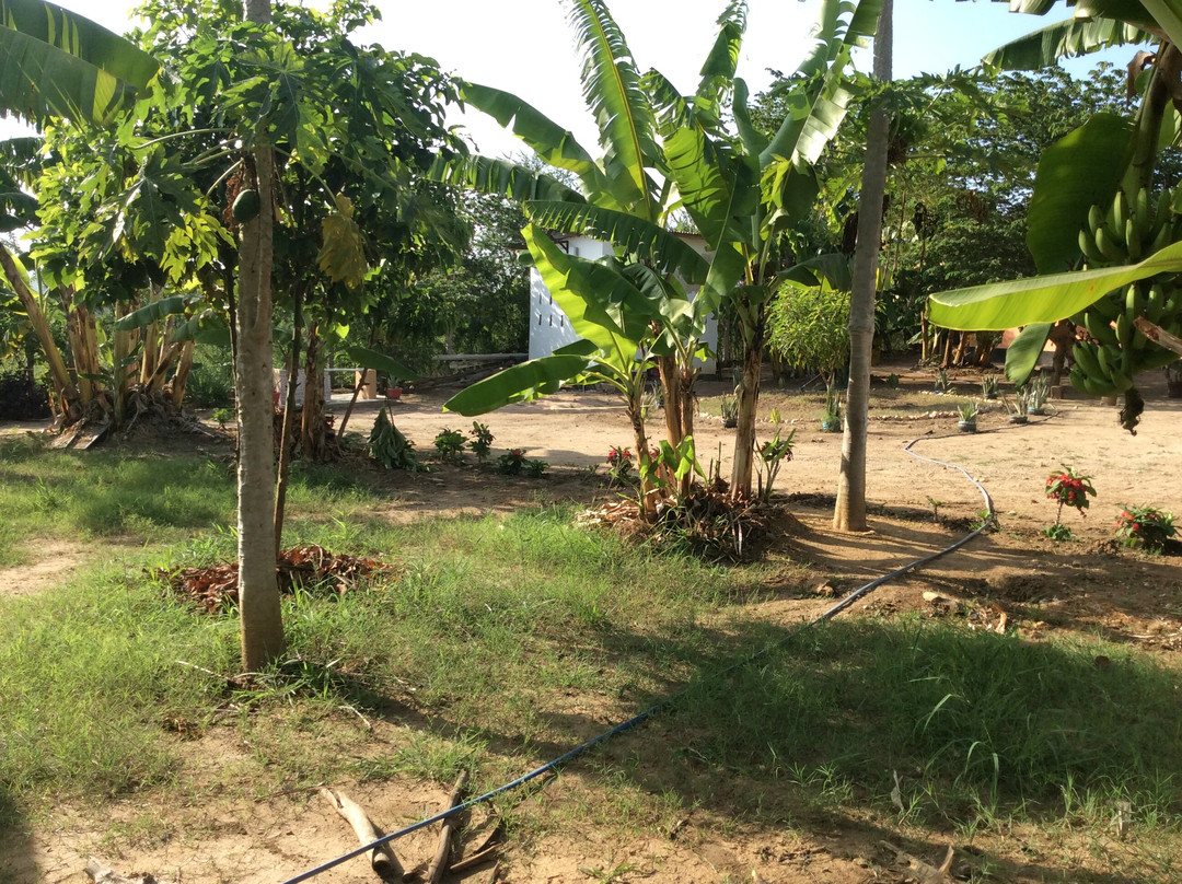 Saadani Pangani Camps And Tours-Pangani必去景点