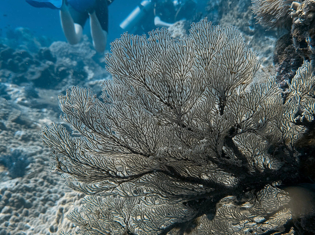 Sea Bees Diving Khao Lak - Day Tours-拉克山必去景点