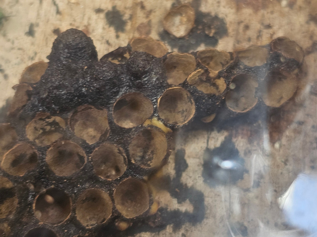 Mayan Bee Sanctuary-San Miguel de Cozumel必去景点