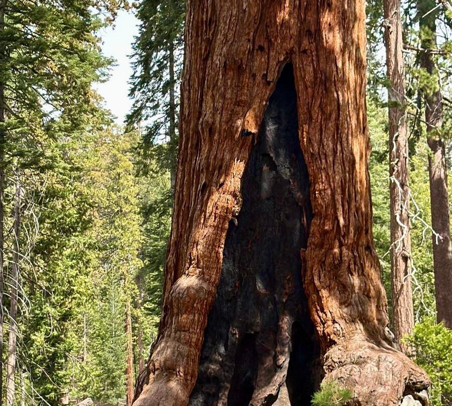 Mariposa Grove of Giant Sequoias-优胜美地国家公园必去景点