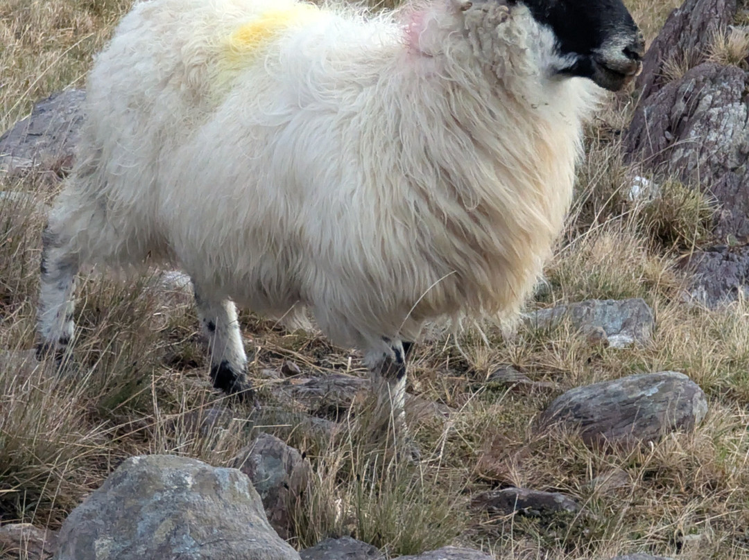 Wolfhound Adventure Tours-Baldoyle必去景点