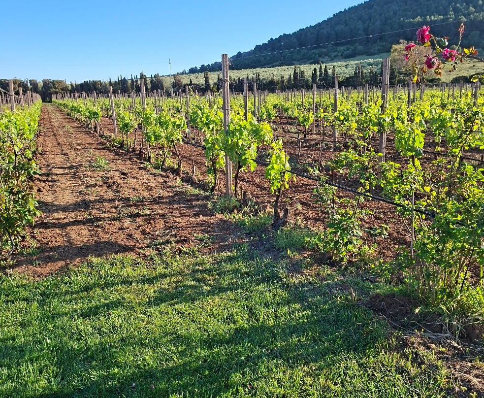 Azienda Agricola Leda' d'Ittiri-阿尔盖罗必去景点