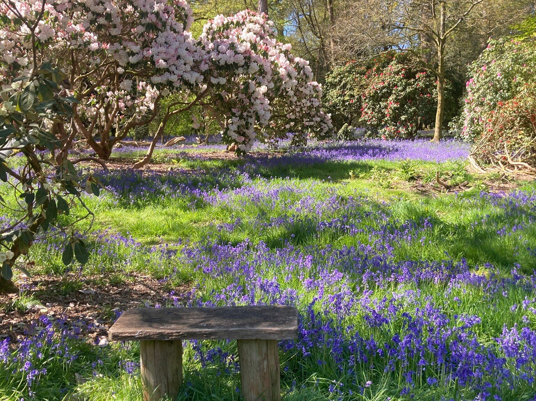 Bowood Woodland Garden-Calne必去景点