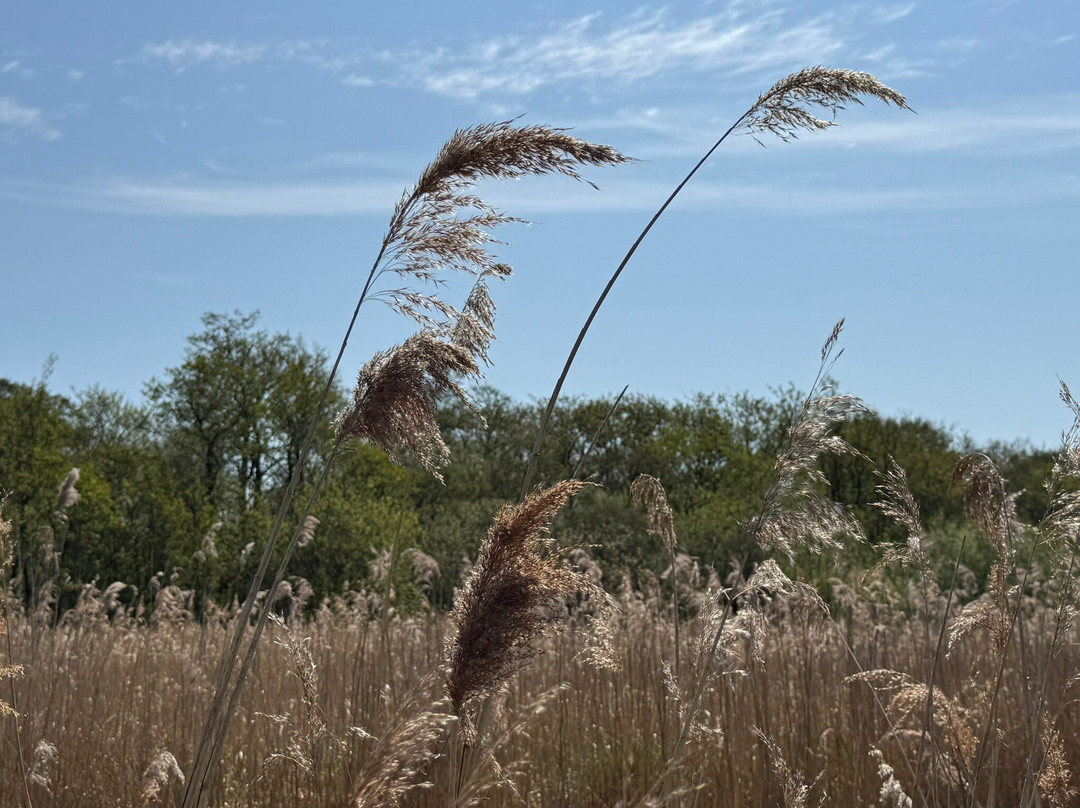 Carlton Marshes Nature Reserve-Carlton Colville必去景点