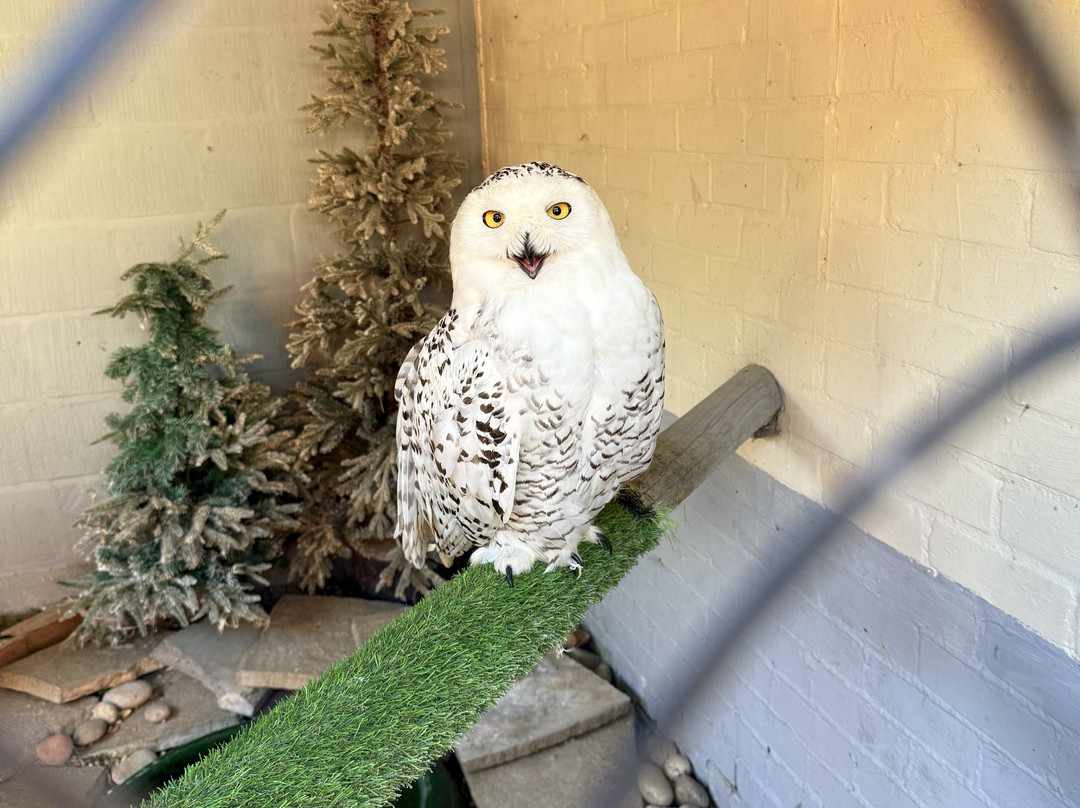 Happisburgh Owls-North Walsham必去景点