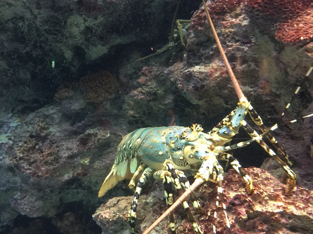冲绳美之海水族馆-本部町必去景点