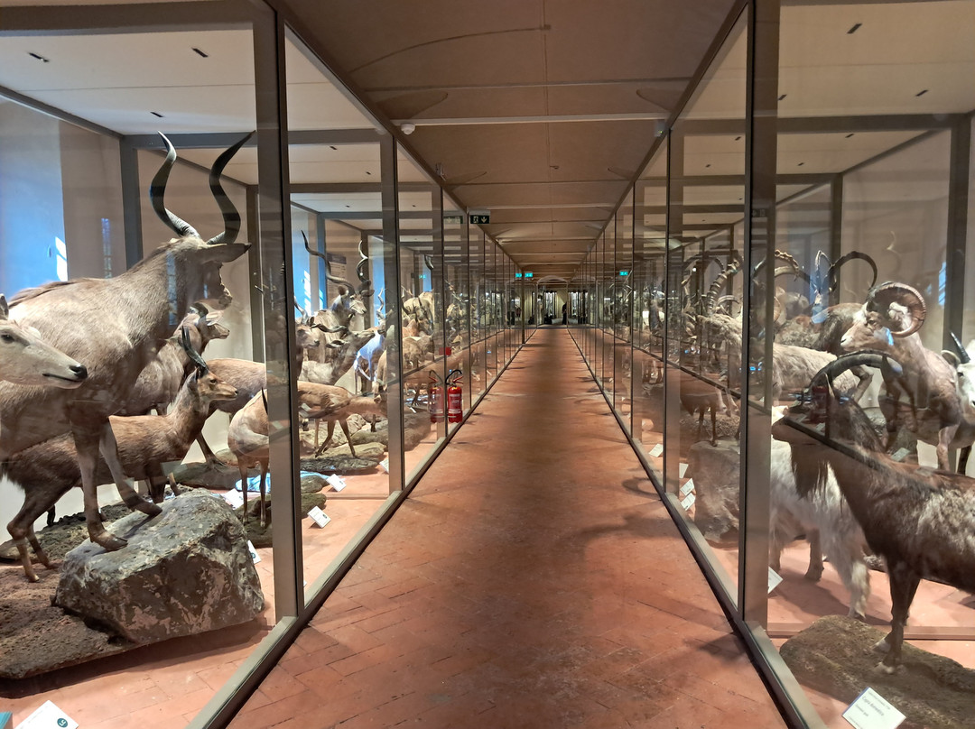 Museo di Storia Naturale - Universita di Pisa-Calci必去景点