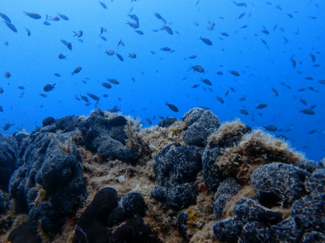 Zoumbosub Diving Center-沃洛斯必去景点