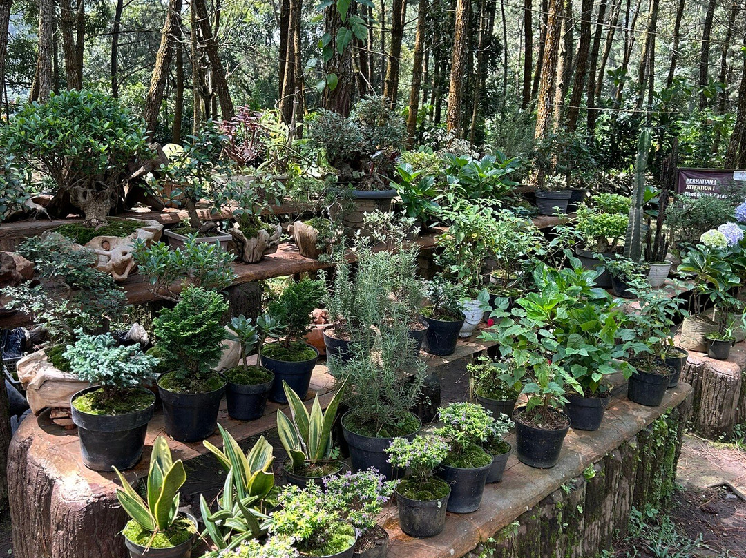 Orchid Forest Cikole-Cikole必去景点