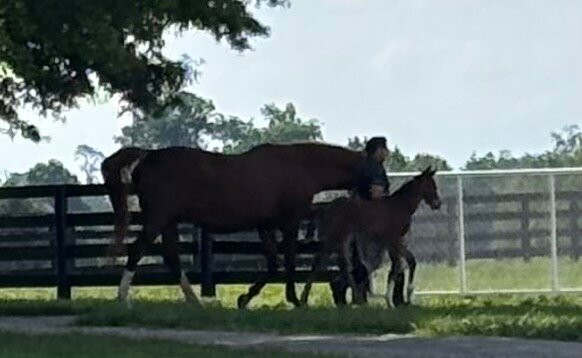 WinStar Farm-Versailles必去景点