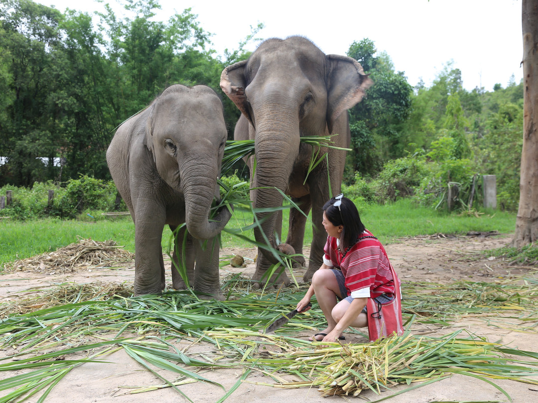 Karen Tribe Native Elephant-清迈必去景点